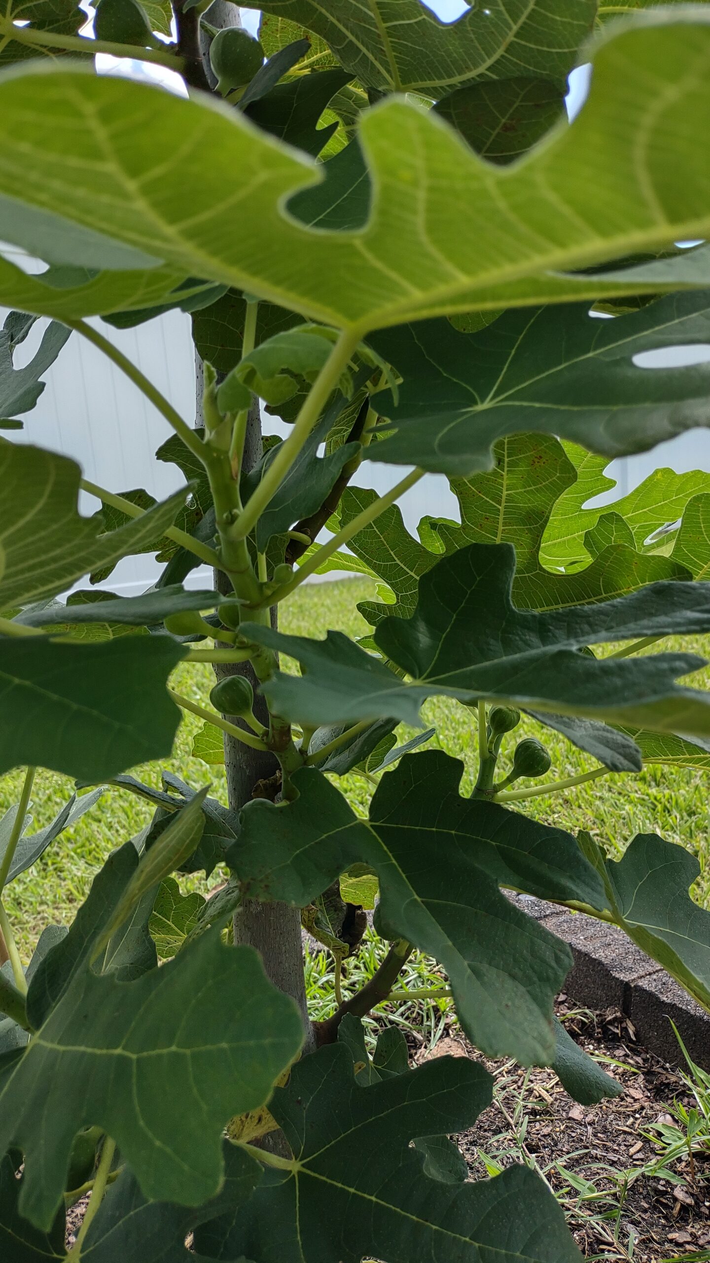 Chicago Fig Tree